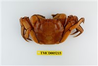 藏品(臺灣扁絨螯蟹)的圖片